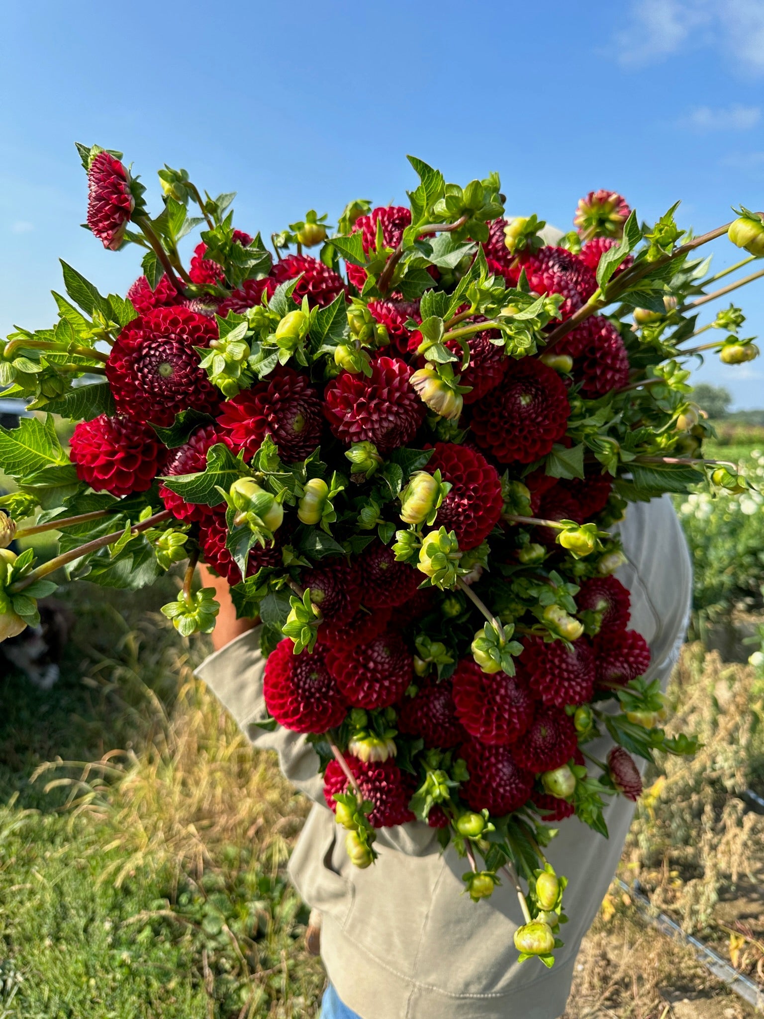 Dahlia Tuber Cornel