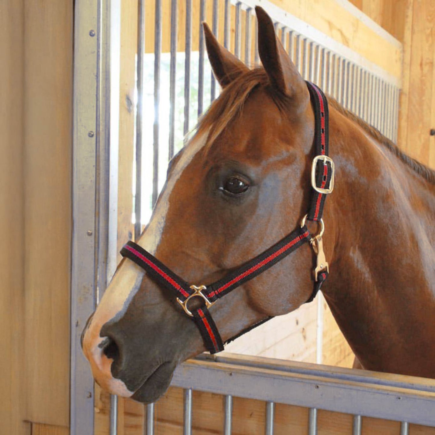 Jeffers Padded Nylon Horse Halter with Throat Snap