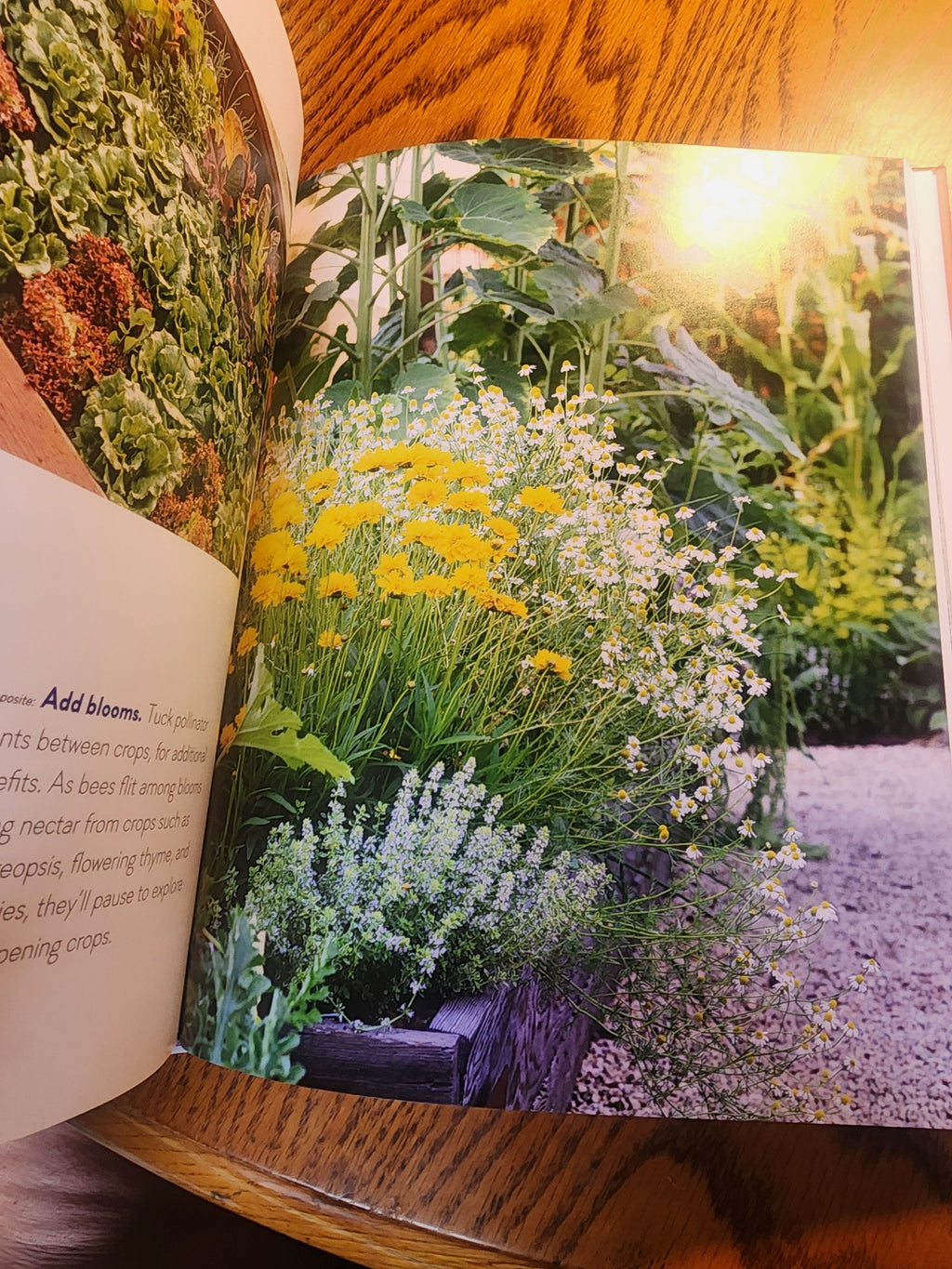 The Healthy Garden simple Steps for a greener World HB Book