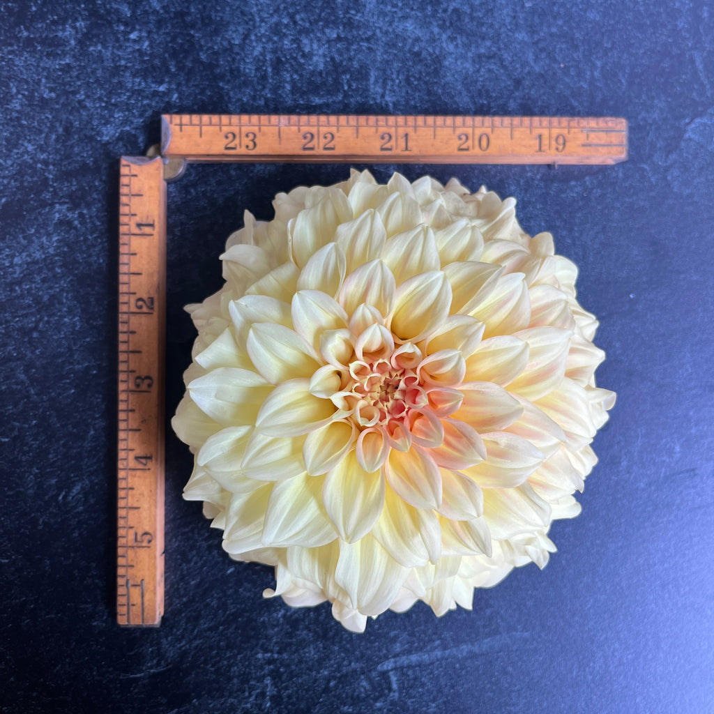 Dahlia Bracken Sarah-3 Rooted Cuttings