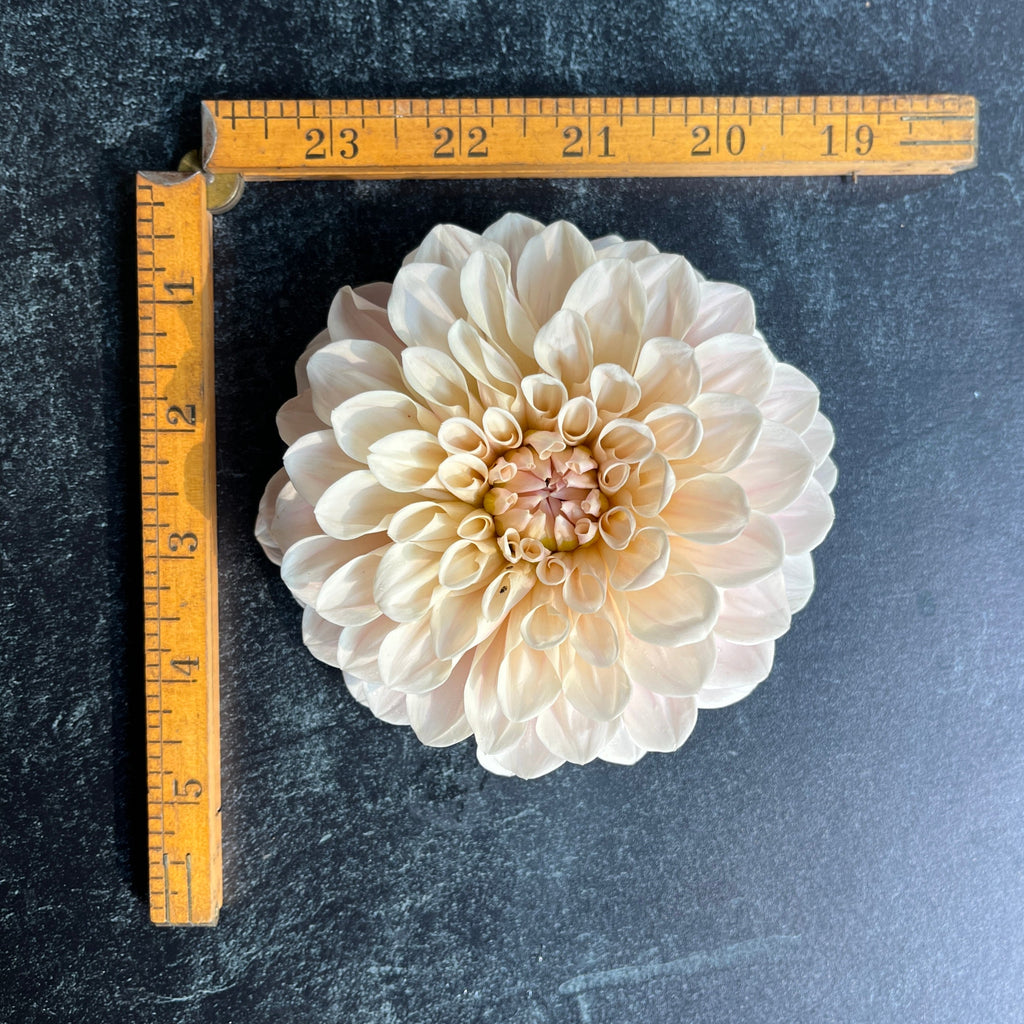 Dahlia Sweet Nathalie-3 Rooted Cuttings