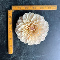 Dahlia Sweet Nathalie-3 Rooted Cuttings