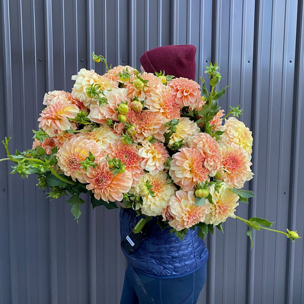 Dahlia Tuber Bracken Sarah