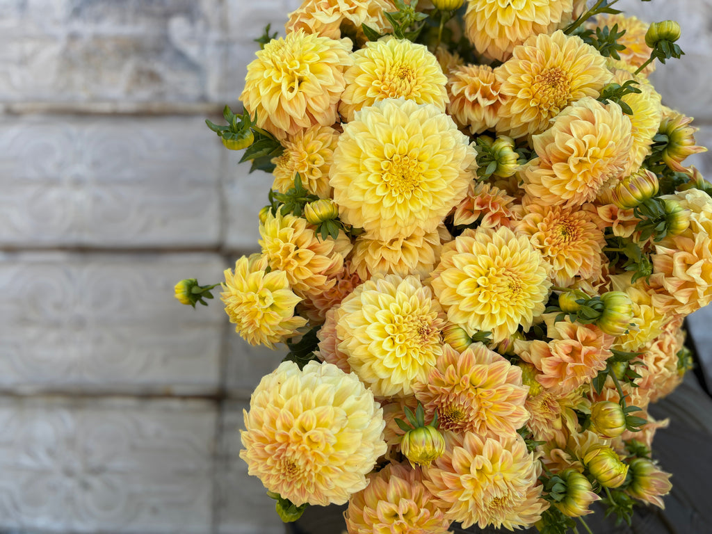 Dahlia Tuber Bracken Sarah