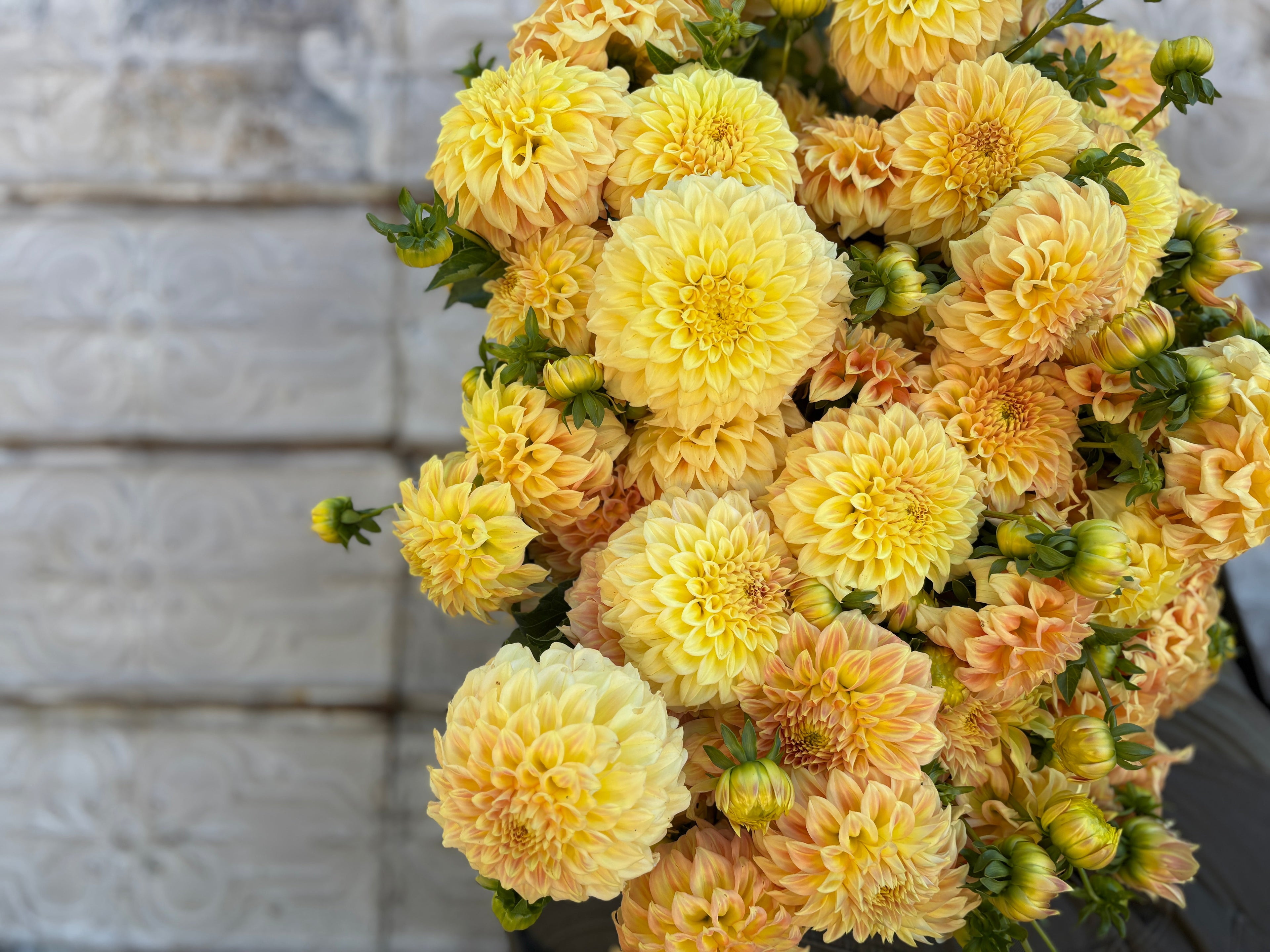 Dahlia Tuber Bracken Sarah