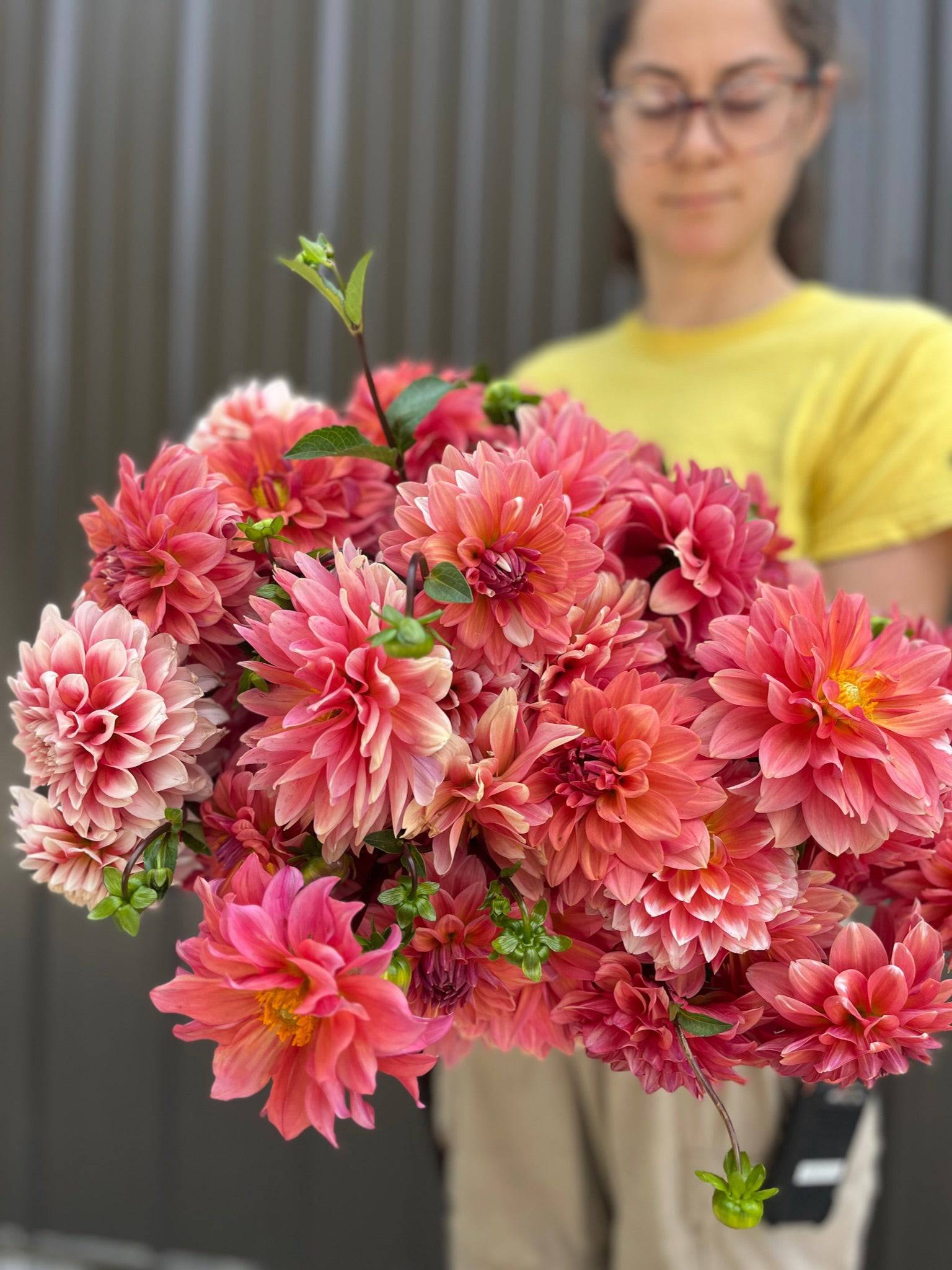 Dahlia Tuber Connecticut Coral