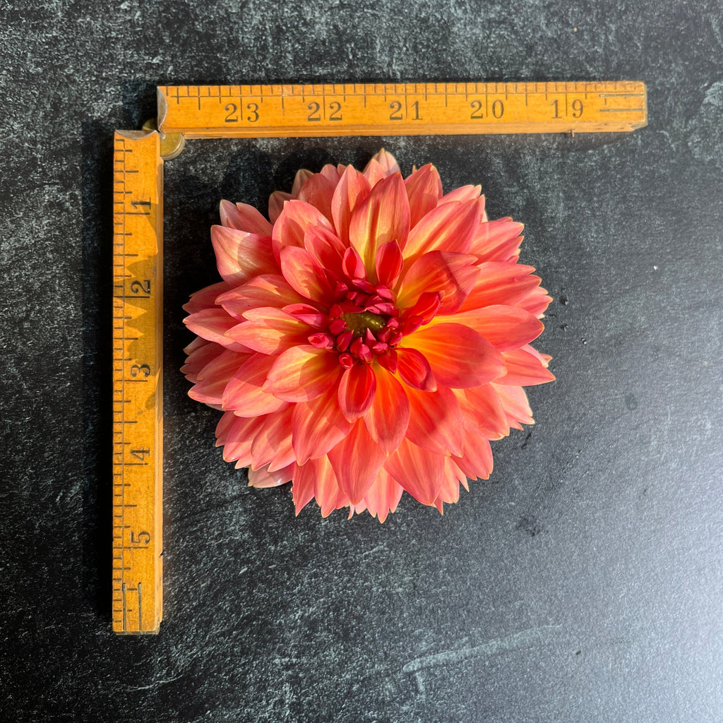 Dahlia Tuber Connecticut Coral