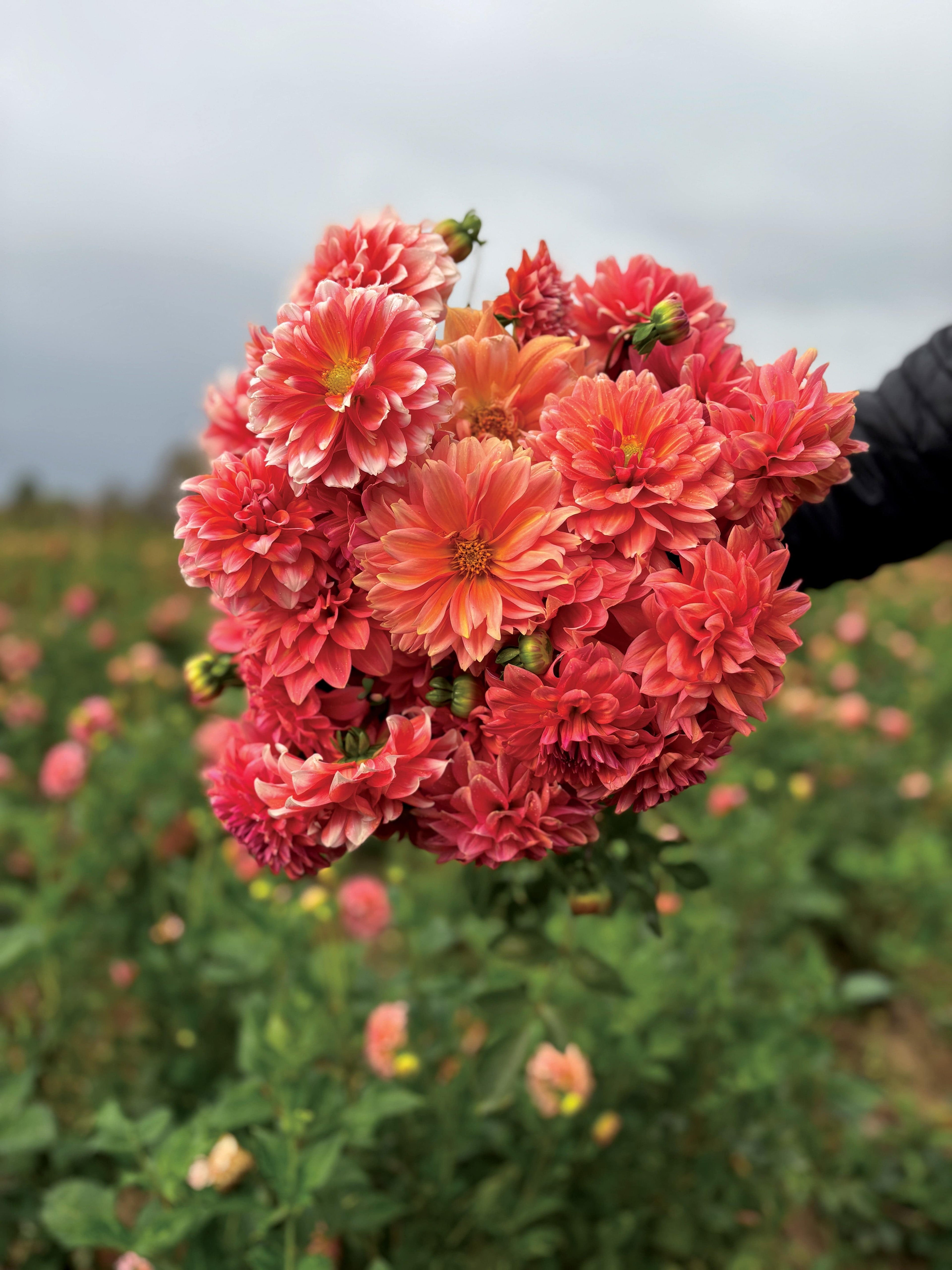 Dahlia Tuber Connecticut Coral