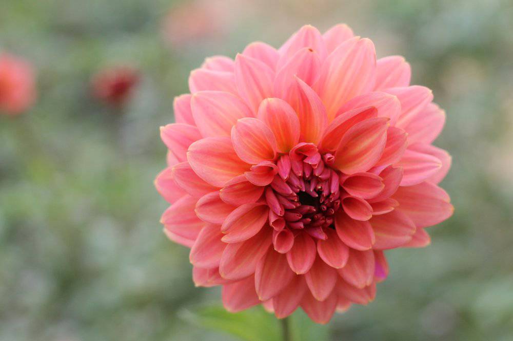 Dahlia Tuber Connecticut Coral