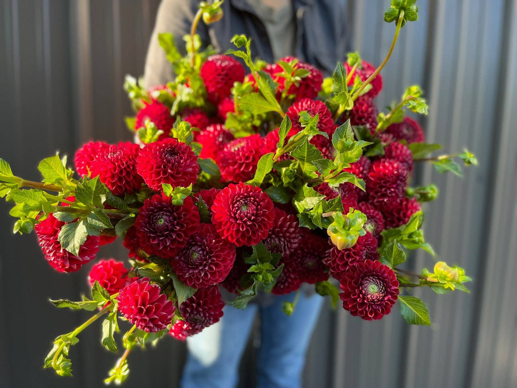 Dahlia Tuber Cornel