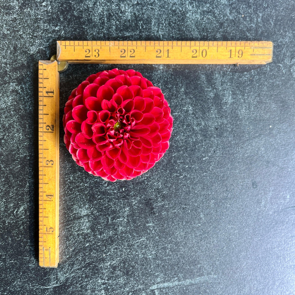 Dahlia Tuber Cornel