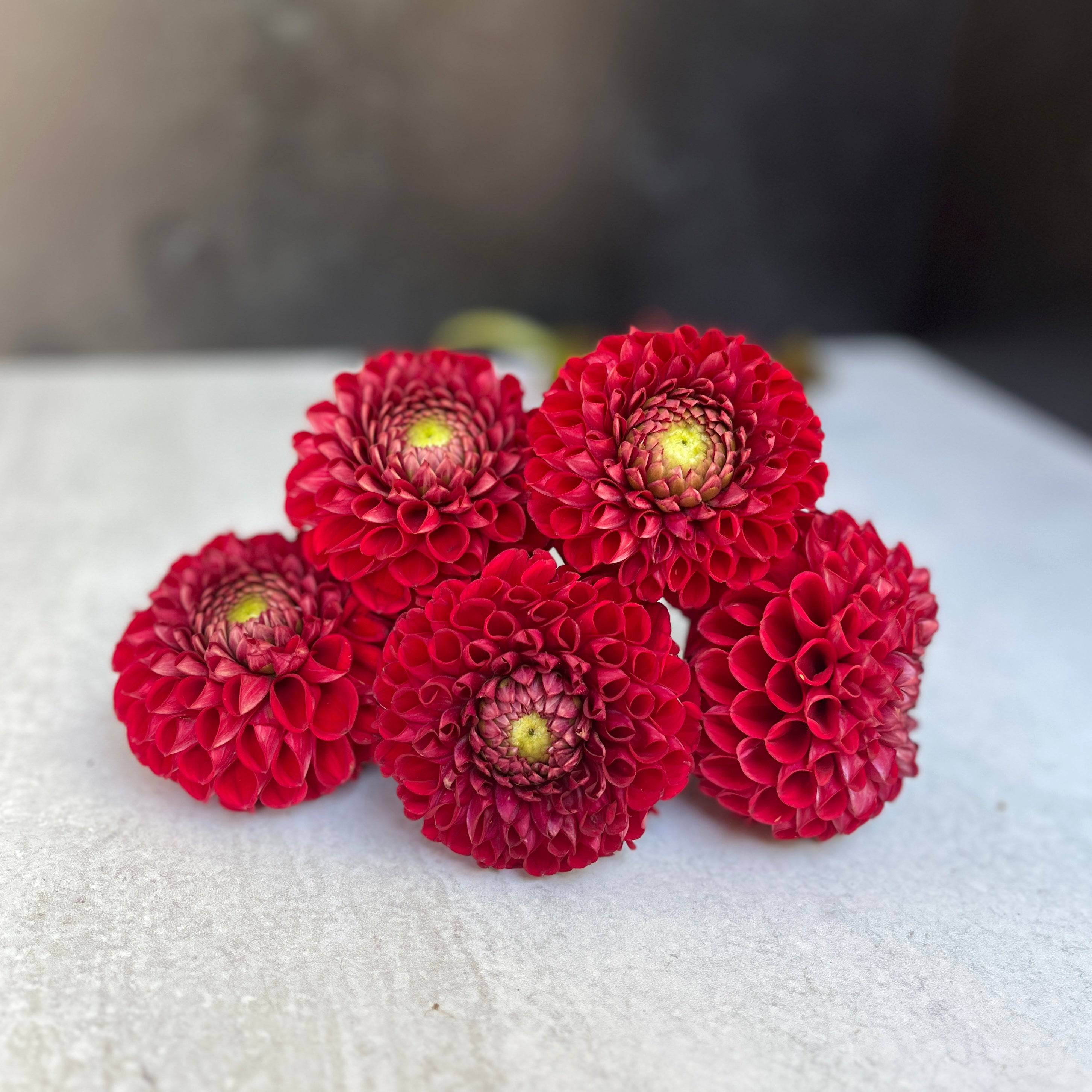 Dahlia Tuber Cornel