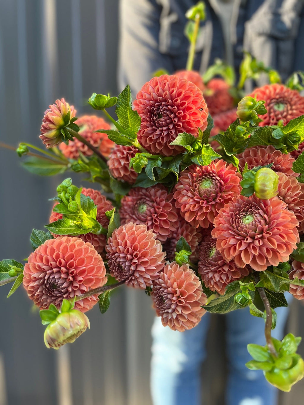Dahlia Tuber Cornel Bronze
