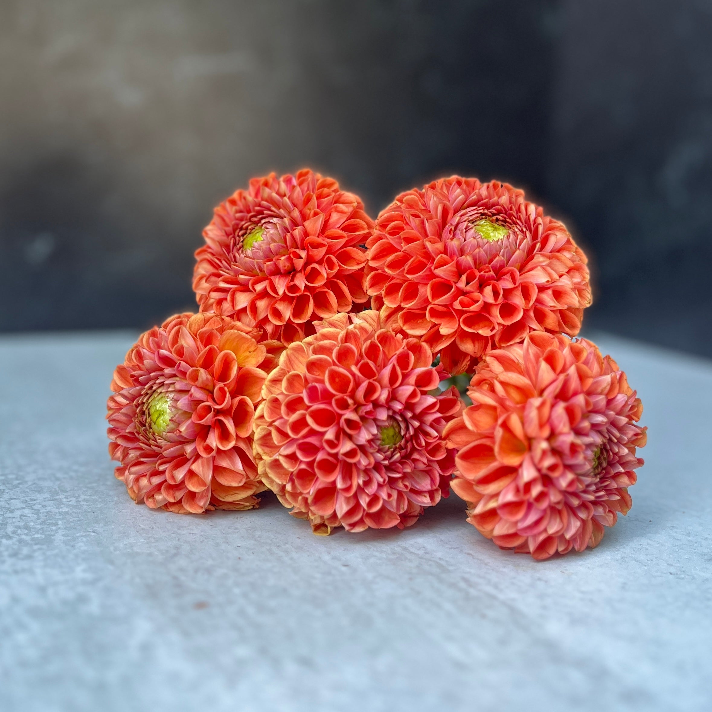 Dahlia Tuber Cornel Bronze
