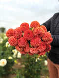 Dahlia Tuber Cornel Bronze
