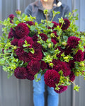 Dahlia Tuber Jessie G