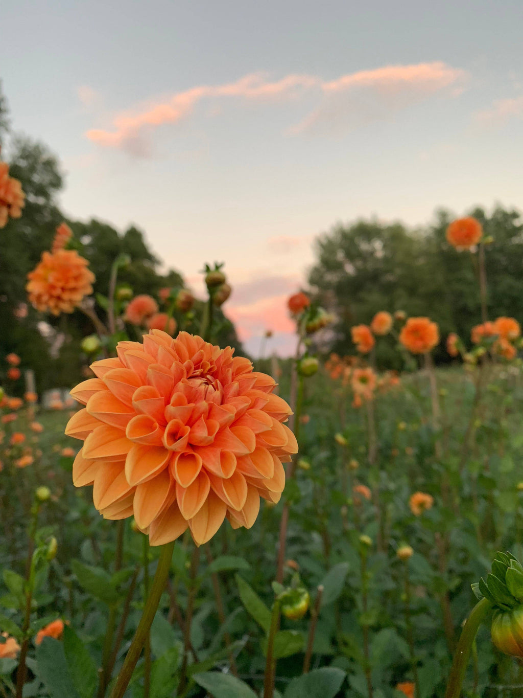Dahlia Tuber Maarn