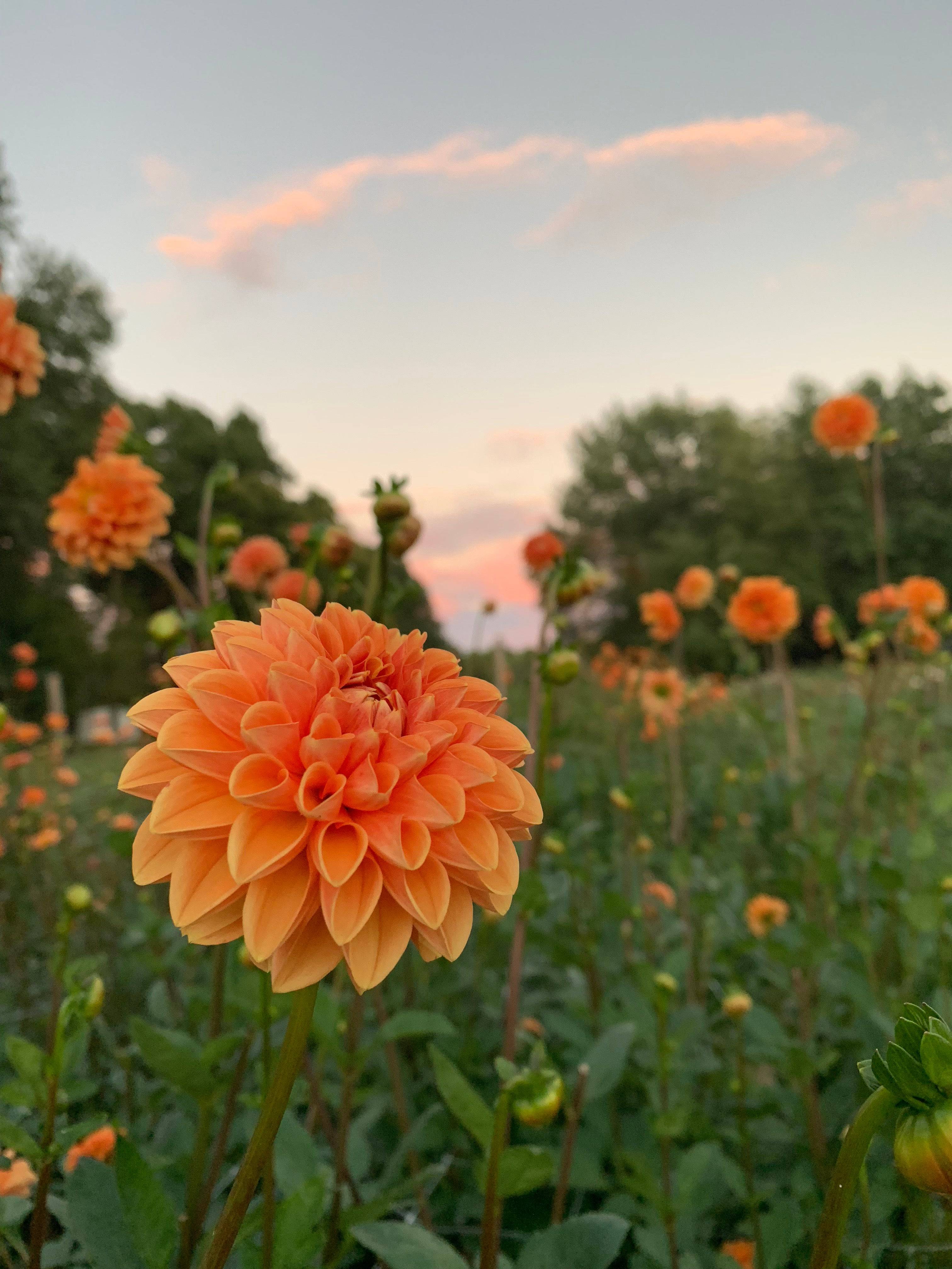 Dahlia Tuber Maarn