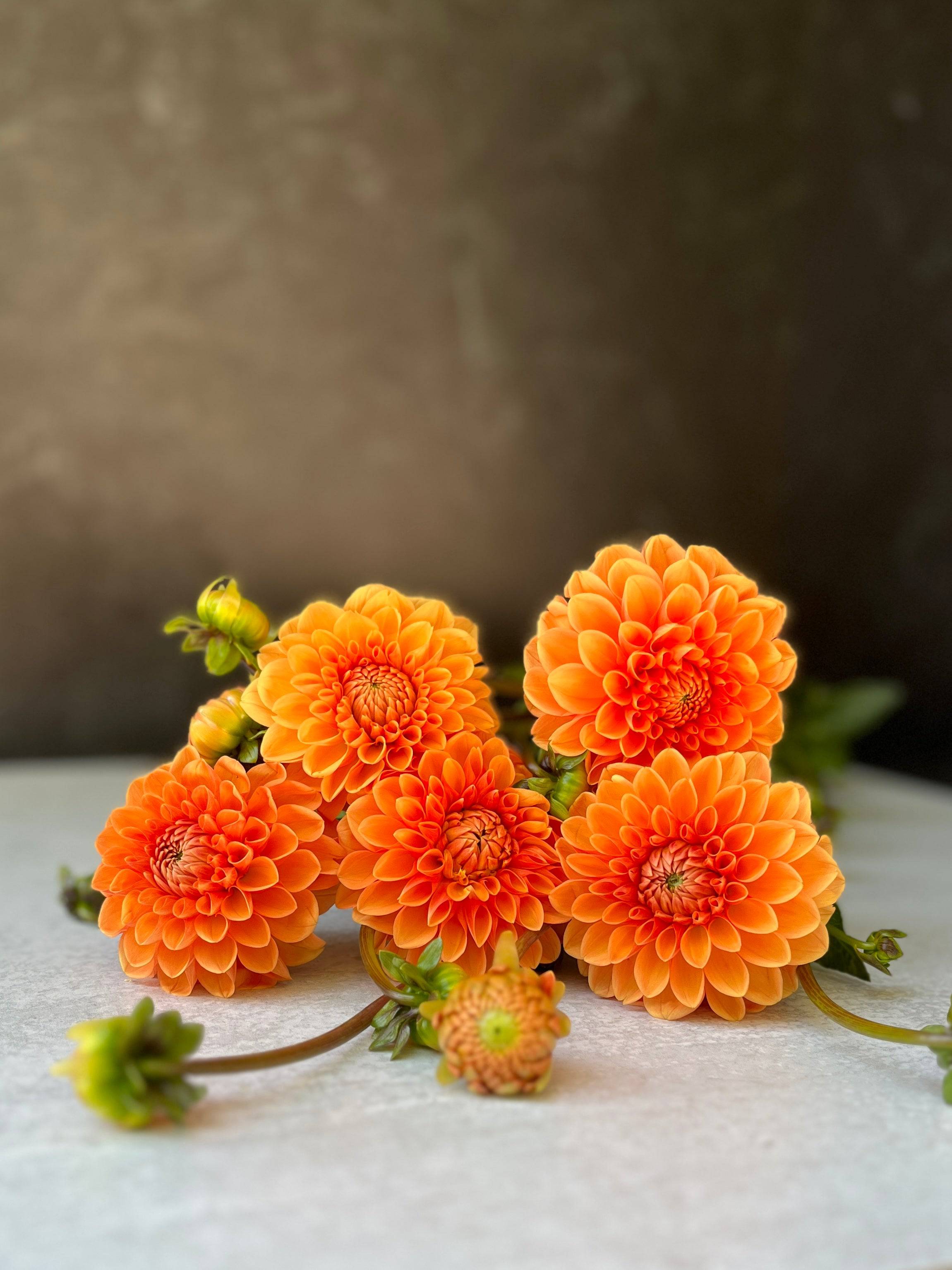 Dahlia Tuber Maarn