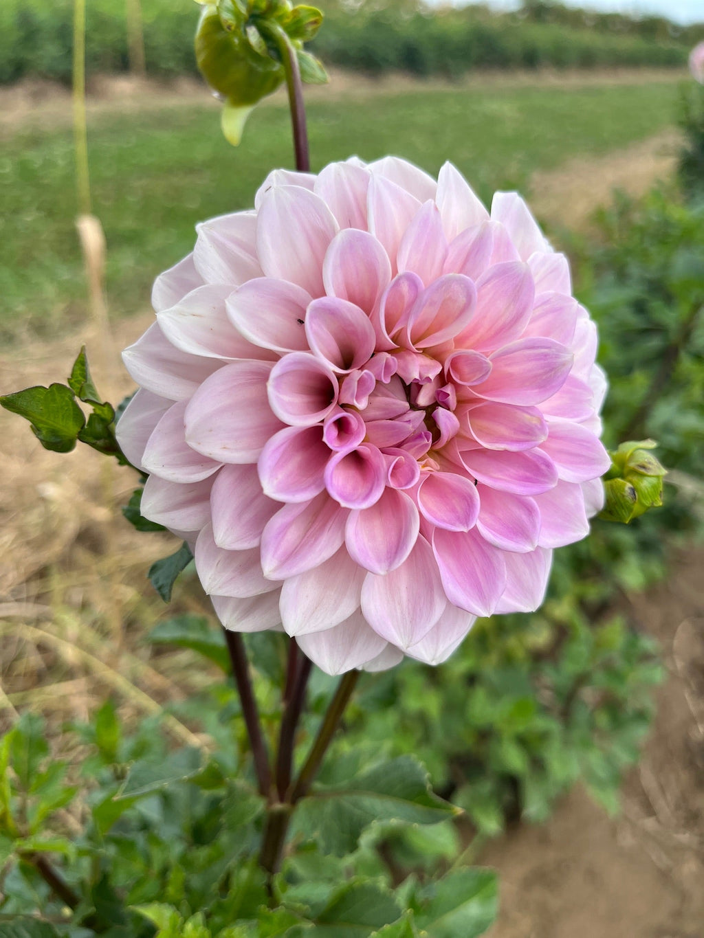 Dahlia Tuber Sweet Nathalie