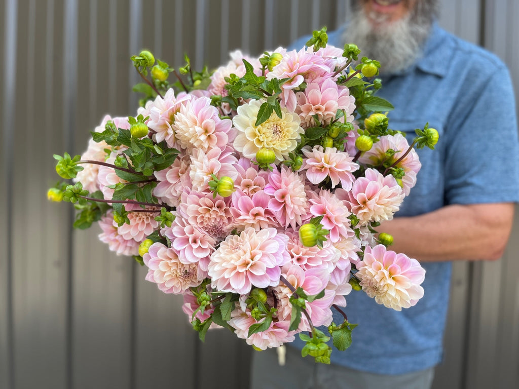 Dahlia Tuber Sweet Nathalie