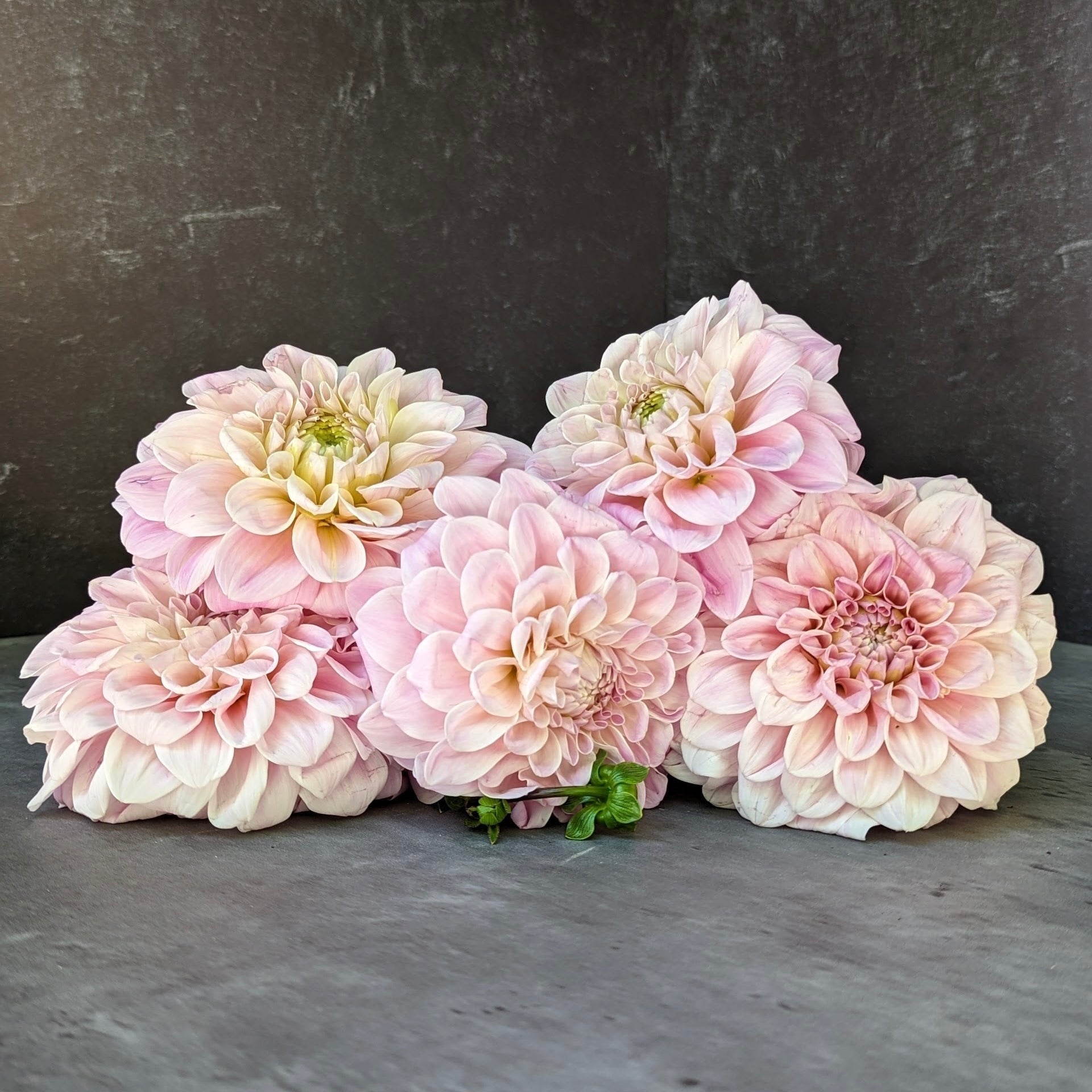 Dahlia Tuber Sweet Nathalie