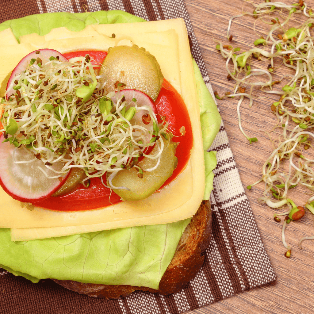 Sprout Spout Alfalfa Starter Kit: Sprout Spout + 4oz or 1lb seeds + Free Sprout Scoop